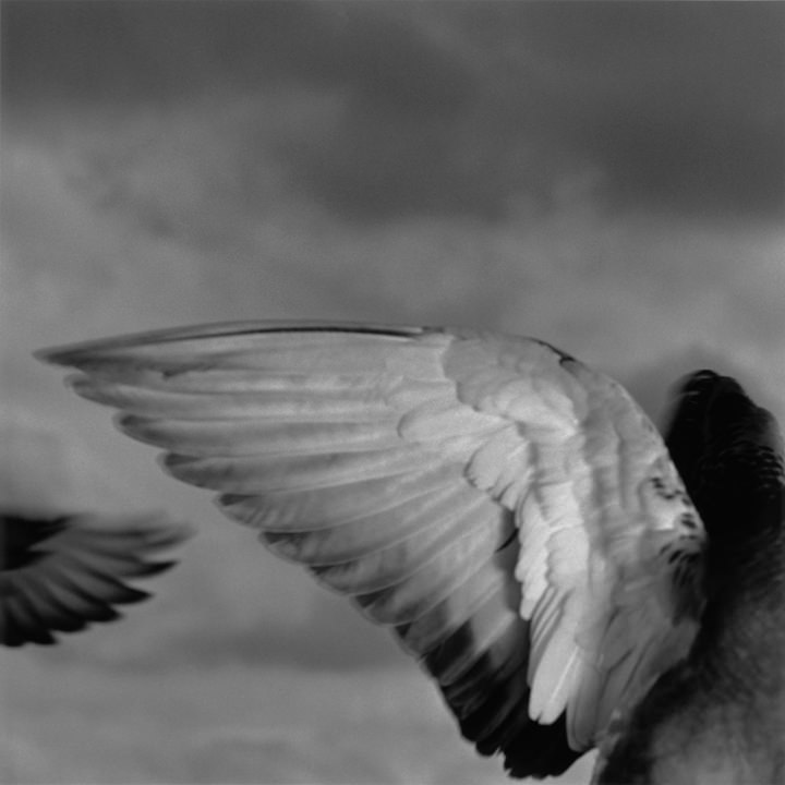 Birds - Yuki Onodera